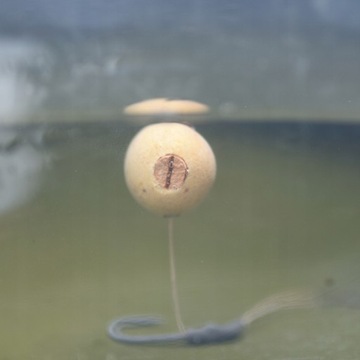 Пробка для наживки UnderCarp 8 мм