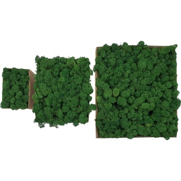 Chrobotek PREMIUM Лесной зеленый мох в картонной упаковке 300г