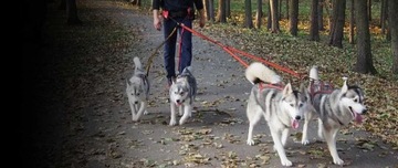 Поясной ремень HIFICA RUN RACE PA для бега, собачьего треккинга, каникросса, катания на лыжах