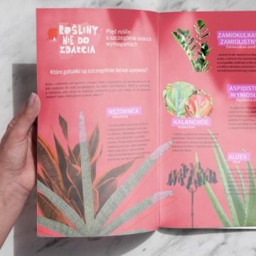 Тилландсия 'Ионанта Ред' ВОЗДУШНЫЕ РАСТЕНИЯ - Воздушное растение - Красная