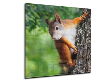 płytki ścienne hartowane kuchnia 60x60 wiewiórka