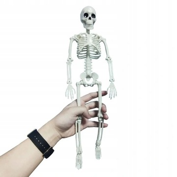 MODEL ANATOMICZNY SZKIELETU CZŁOWIEKA