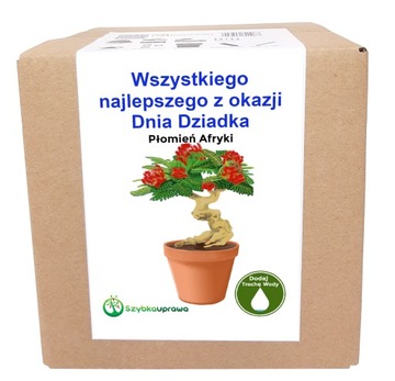 Prezent Dzień Dziadka Zestaw BONSAI płomień afryki