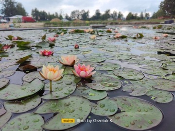 Набор из 4 миниатюрных кувшинок ЛИЛИЯ ДЛЯ ВОДЫ И ПРУДА