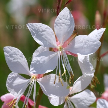 Gaura lindheimeri Biała z delikatnym rózem długokwitnąca od 03.2024