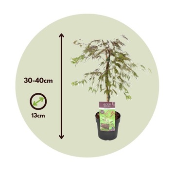 Acer palmatum Inaba-shidare - Клен японский - горшок 13см - h30-40см
