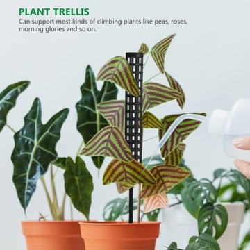 Угольные растения Монстера Столбы Мох Сфагнум