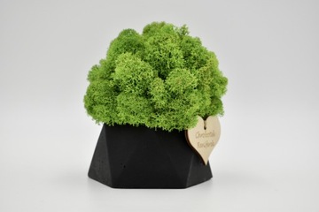 Деревенский лес в геометрическом бетонном горшке