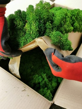 Альпийский мох 500г.