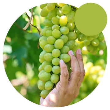 Winorośl - Winogron - SOLARIS - Słodkie Owoce