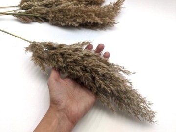 Сушеные декоративные пампасы из пампасов для букета ваз из декоративных трав