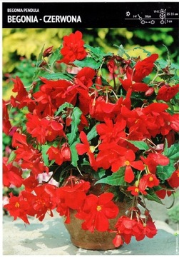 Cebulka Begonia Pendula czerwona 1 szt