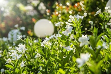 БИОПОНОВОЕ УДОБРЕНИЕ ДЛЯ ШАРОВЫХ ЦВЕТОВ КАЛАТЕЯ АНТУРИУМ ЦИКЛАМЕН 1 Л