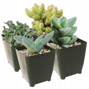 Grubosz Crassula Ładny Zestaw Roślin MIX 3 szt.