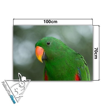 декор стеклянная закаленная панель HD 100x70 попугай