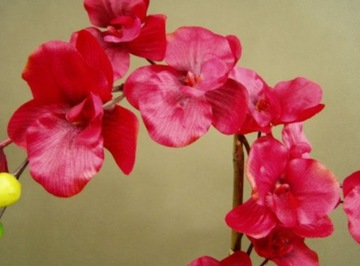 красная орхидея - семена