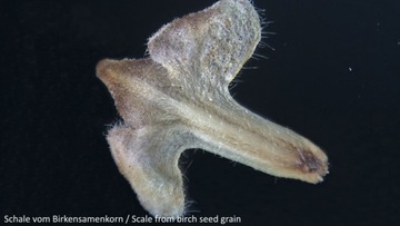 Стереоскопический микроскоп BIOLUX ICD PRO 20x-50x