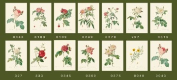 Гравюры уникальные розы, 1817 г., А4, 14 рисунков.