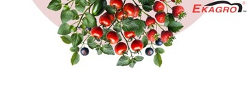 Ziemia do Wysiewu BIO Podłoże do pikowania PREMIUM Uniwersalna 50L