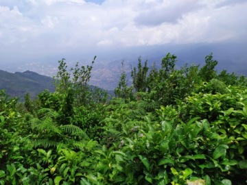 Чай Красный ПУЭР растворимый кристаллический, 3г