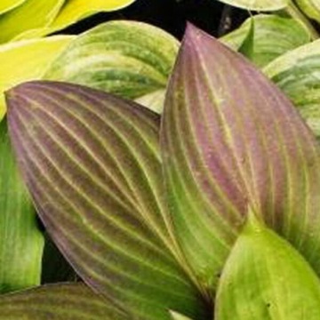 Funkia HOSTA First Blush piękna bylina do ogrodu