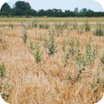 ROUNDUP 360 PLUS 1л RANDAP УДАЛЕНИЕ сорняков ГЕРБИЦИД ГЕРБИЦИД