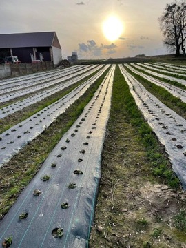 Агроткань от сорняков с ДЫРКАМИ для клубники