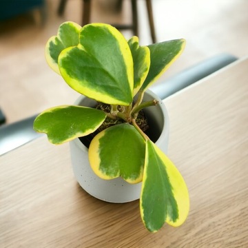 Hoya Kerri sercowata Variegata ukorzenione PNĄCZE PRZEPIĘKNA i UNIKATOWA