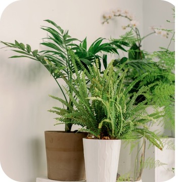 УДОБРЕНИЕ ДЛЯ JUK Palm Dracen 900ML КОНЦЕНТРАТ POWER OF GREEN PLAN NUTRITIONER