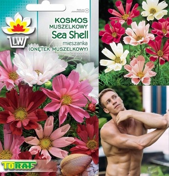 NASIONA KWIATÓW KOSMOS MUSZELKOWY SEA SHELL ONĘTEK