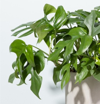 Monstera Minima - Miniaturowa DØ6cm Rhaphidophora Tetrasperma