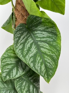 MONSTERA DUBIA|SADZONKA CIĘTA ROŚLINY