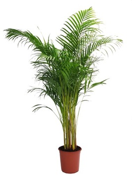 AREKA ARECA PALMA Dypsis Lutescens WIELKA! 4XL