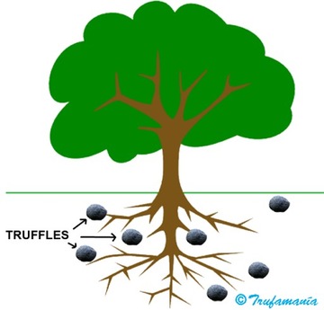 БЕЛЫЙ Трюфель - отборный мицелий