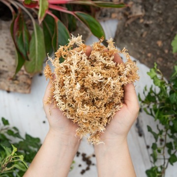 MECH TORFOWIEC - SPHAGNUM - 1 L martwy