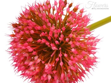 SZTUCZNE KWIATY CZOSNEK PIK GAŁĄZKA 48CM DEKORACJA DODATEK FLORYSTYCZNY