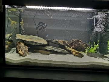 ŁUPEK SZAROGŁAZOWY DEKORACJA 5-30 cm 20 kg