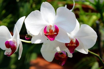 COMPO NAWÓZ KĄPIEL SPA DO STORCZYKÓW ORCHIDEI