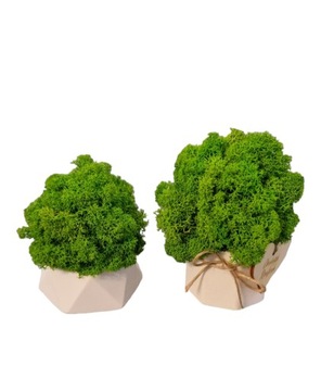 Подарочный набор «Рубильный лес»