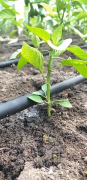 Капельная линия Орошение Капельный полив Fi16 25м Капельный шланг