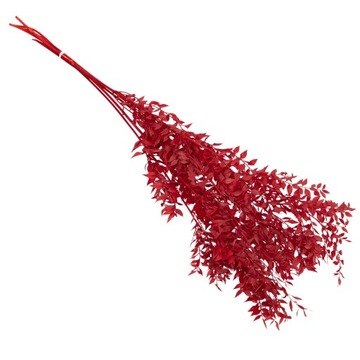 Ruskus Stabilizowany (Ruscus) – Czerwony