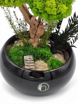 Моховое дерево как бонсай СПА, черная миска, цветочный горшок, БЕЗ ПОЛИВА.