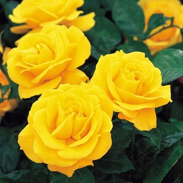 Желтая крупноцветковая роза