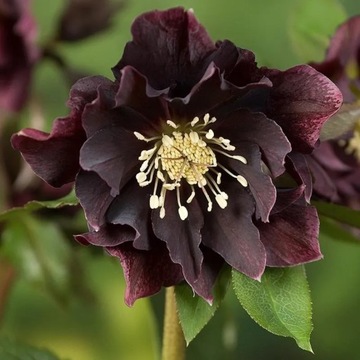 Ciemiernik DOUBLE ELLEN PURPLE fioletowy W DONICY