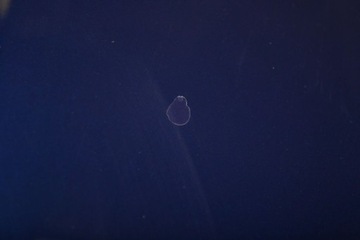 JAGUAR S-TYPE 2004 KRYT PŘEDNÍ / KAPOTA MOTORU