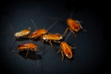 Турецкие тараканы, выращенные инкубационные, 5-10мм, 200 шт.