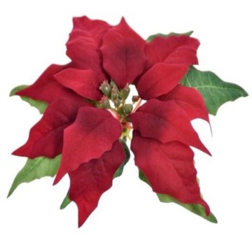 GWIAZDA BETLEJEMSKA POINSECJA GŁÓWKA VELVET 17cm
