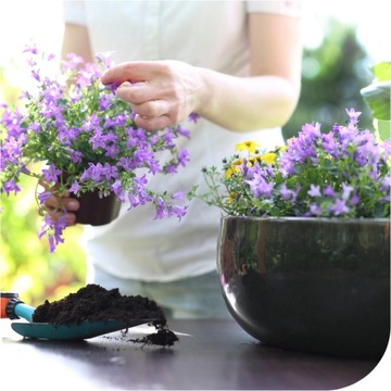 ДЛЯ ЛАВАНДЫ 1 КГ УДОБРЕНИЕ ДЛЯ МНОГО ЦВЕТЕНИЯ ВЫСОКОЭФФЕКТИВНЫЕ МИКРОЭЛЕМЕНТЫ