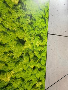 Декоративная стеновая панель Мох Мох 100х50 см архитектурный бетон