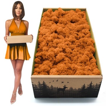 Mech Chrobotek reniferowy NORWESKI dekoracyjny OZDOBNY żywy pomarańczowy